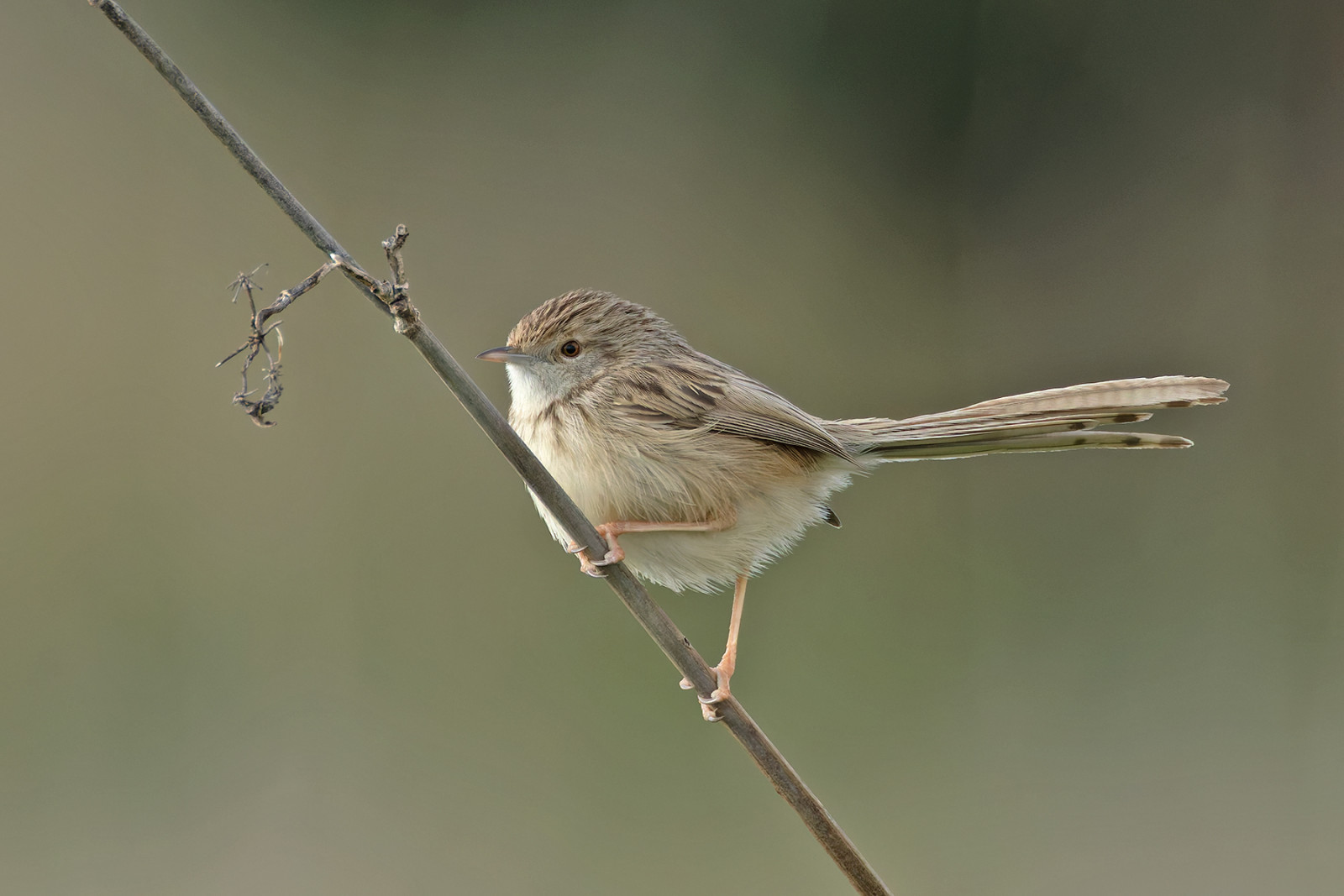 image Delicate Prinia